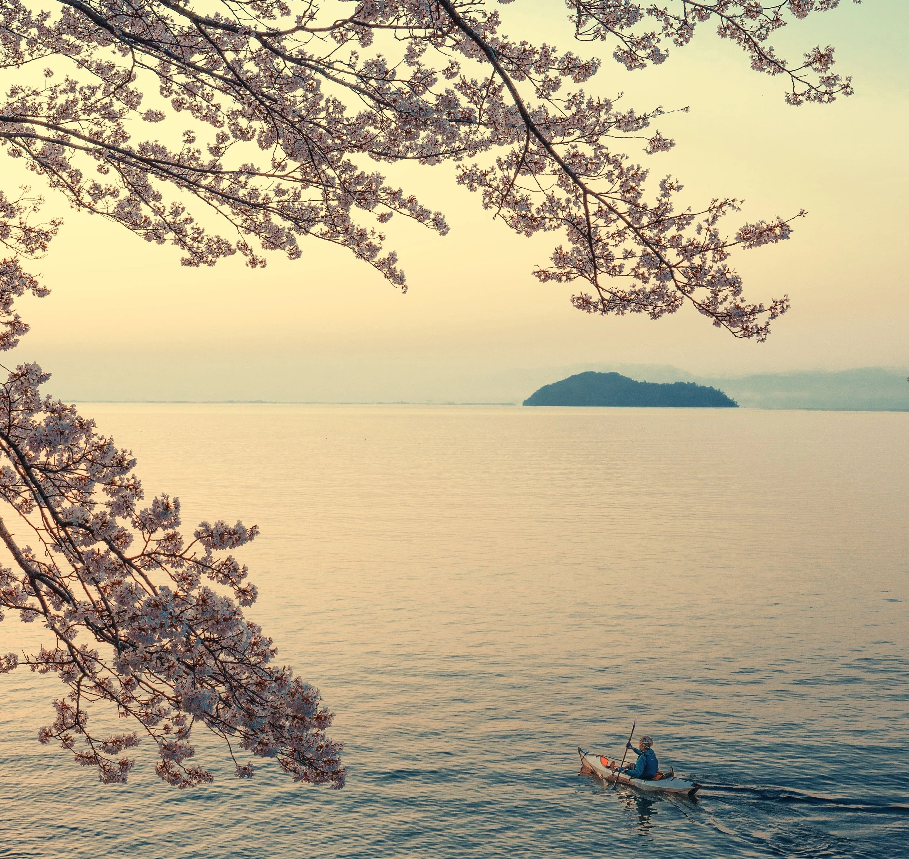 kirschblütenbaum mit see